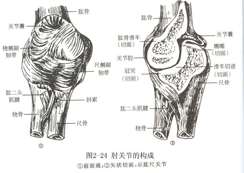 解剖:肘关节由肱骨远端与尺,桡骨近端构成.