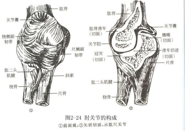肘关节 解剖:肘关节由肱骨远端与尺,桡骨近端构成.