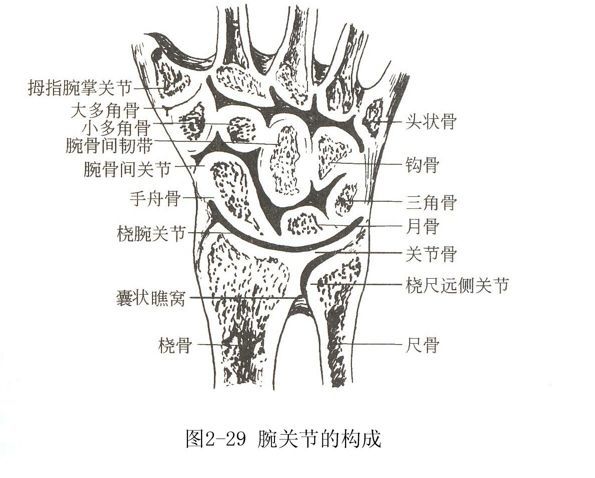 从功能看,腕关节应包括3个关节.