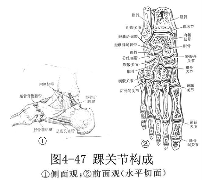 全身关节活动训练,真人演示