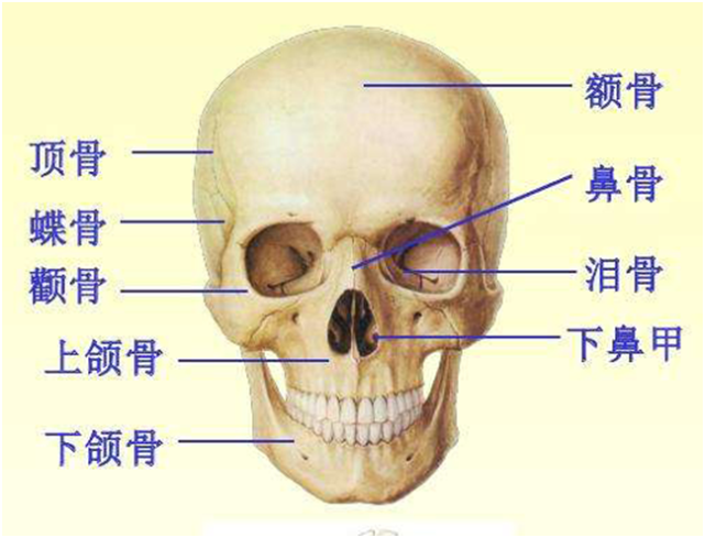 颧骨,颞骨,额骨和顶骨构成的圆弧形结构;脸的下半部分则主要是下颌