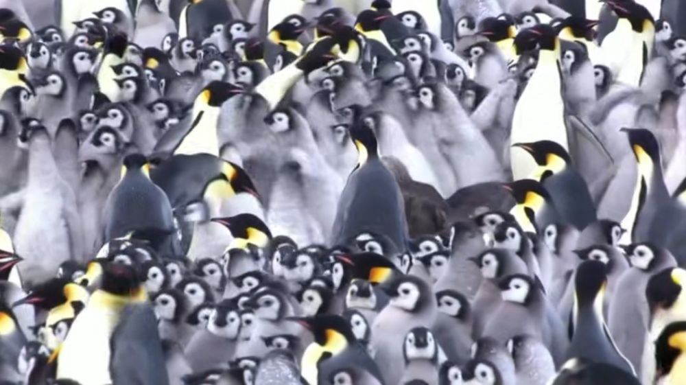 企鹅抱团取暖的科学原因