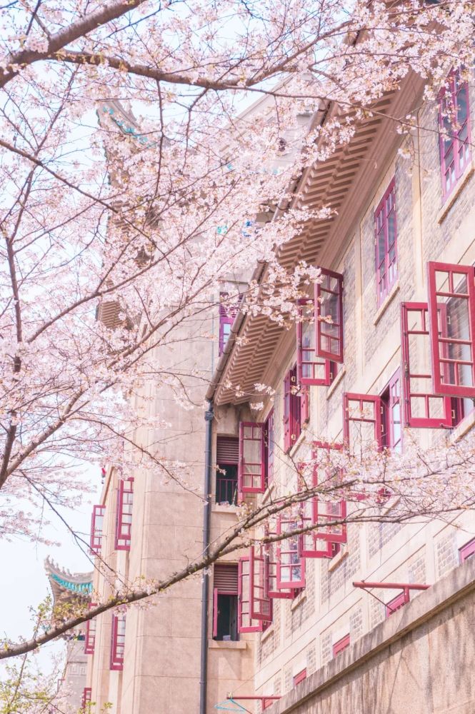 武汉大学的樱花背后的故事