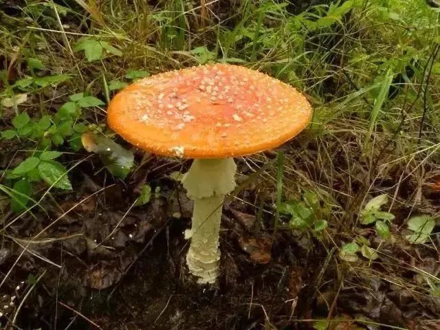 【遂川人注意】野生蘑菇不要乱吃!有毒!现在正是高发季节!