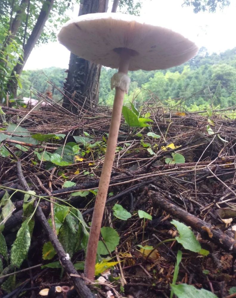 【遂川人注意】野生蘑菇不要乱吃!有毒!现在正是高发季节!