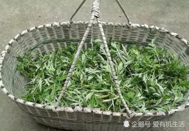 在安徽六安,三月三要吃蒿子粑粑!