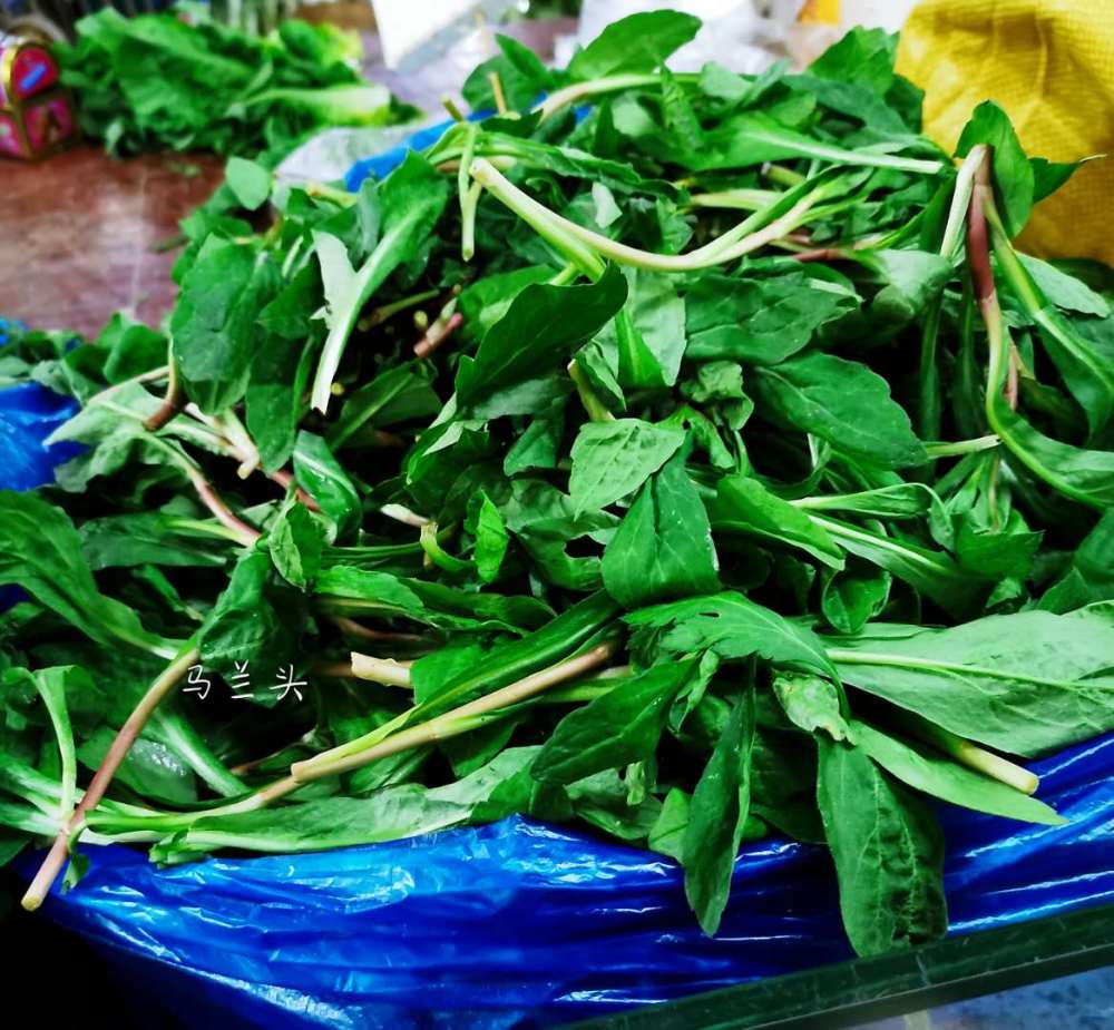 春天就爱吃野菜,每天餐桌上都有一道野菜,这8种野菜天天换着吃