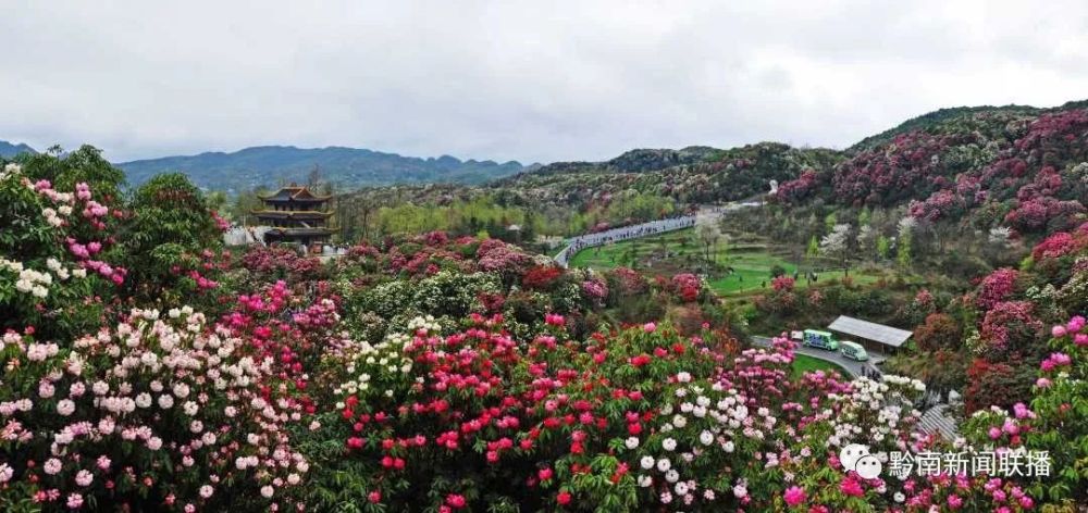 毕节百里杜鹃花正开