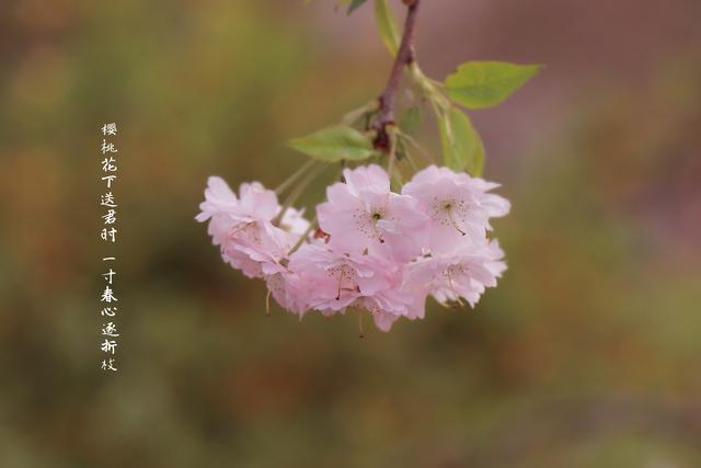 樱桃花下送君时