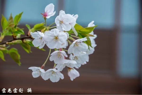 樱花烂漫的太平街春色