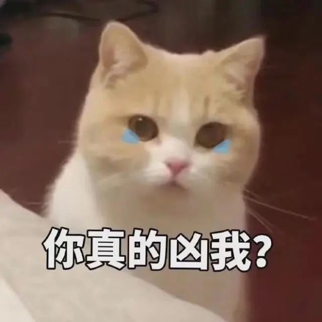 猫咪斗图表情包合集很生气不想说话