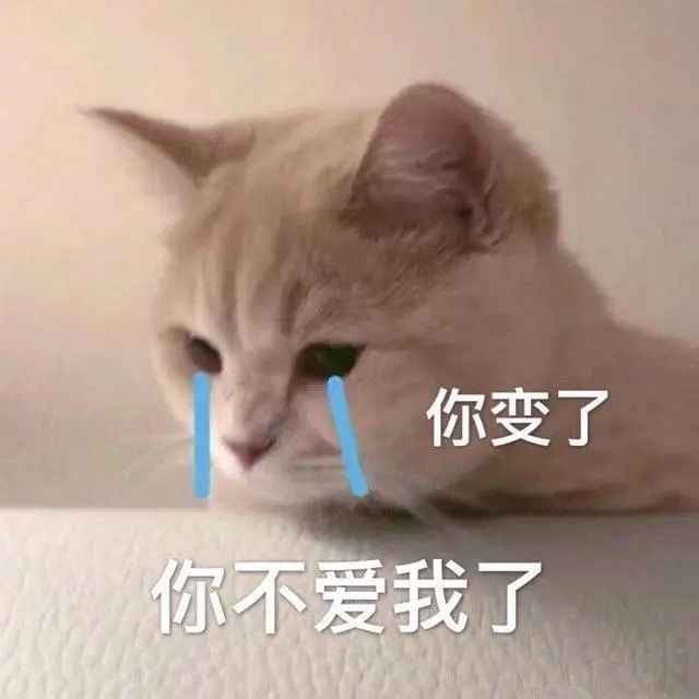 猫咪斗图表情包合集很生气不想说话