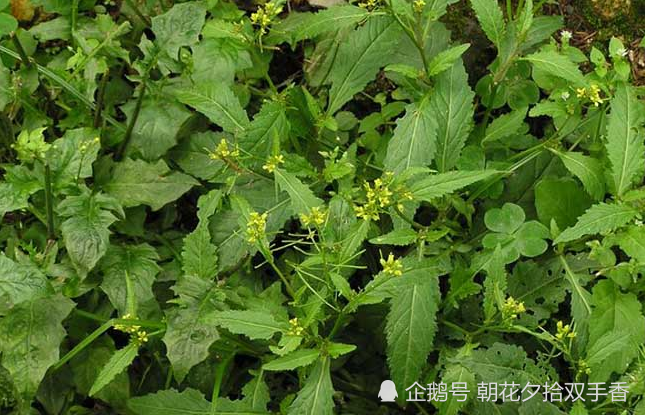 农村常见的野菜,外边看起来像油菜,殊不知可食用又可入药