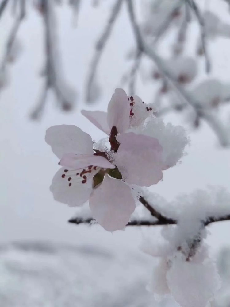 吴起"三月三的雪景"在朋友圈刷屏了!桃花披了雪白的"外衣",格外好看!