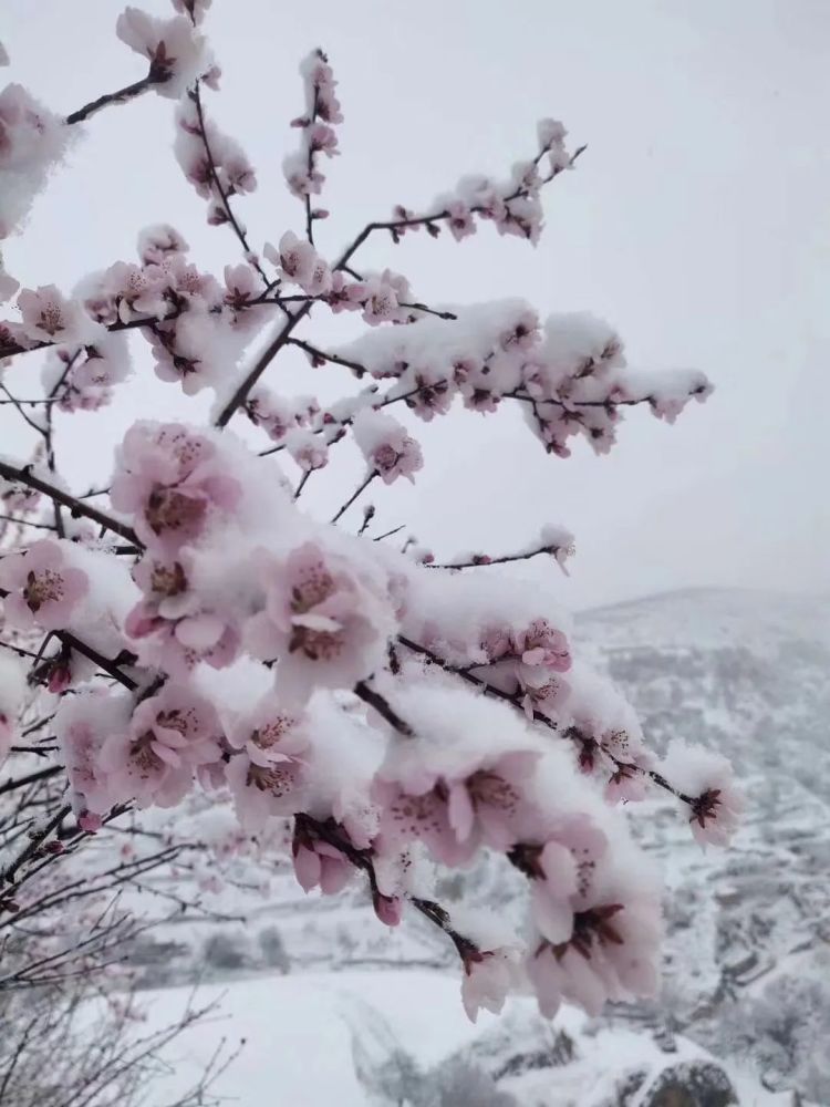 吴起"三月三的雪景"在朋友圈刷屏了!桃花披了雪白的"外衣",格外好看!