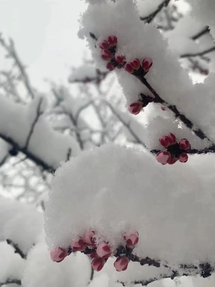 吴起"三月三的雪景"在朋友圈刷屏了!桃花披了雪白的"外衣",格外好看!