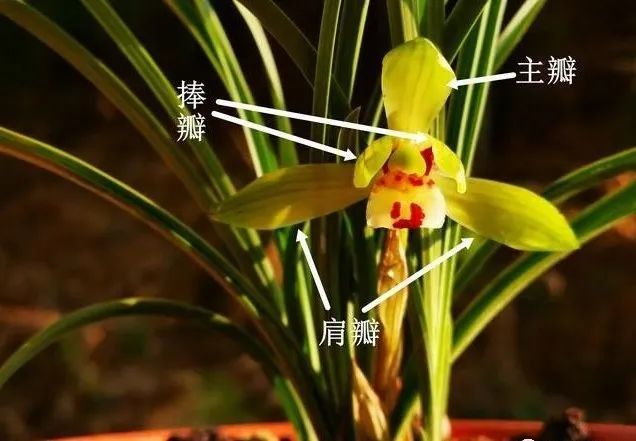 兰花有几个花瓣?可能养了几年兰花的人,都还没数过