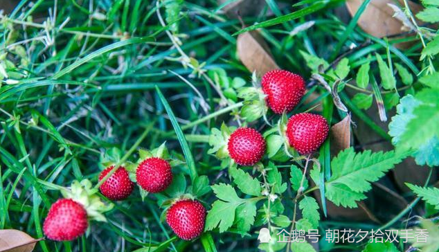 农村常见的野果,外形看起来酷似草莓,很多农家人不敢食用