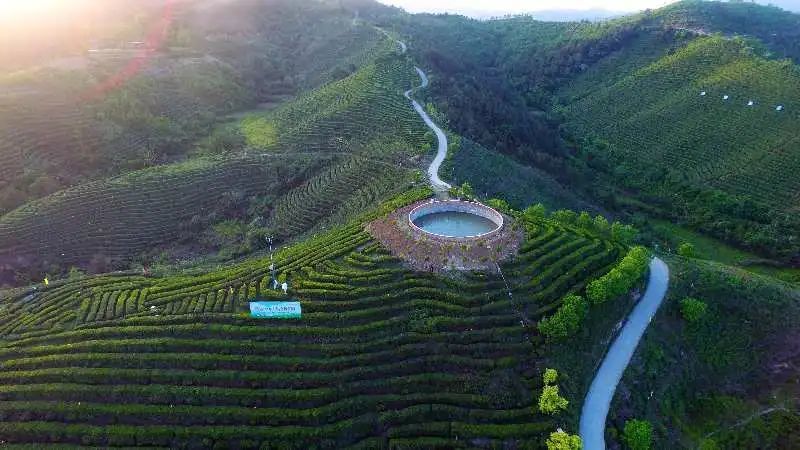 福鼎白茶开茶节在即,全国多处白茶产地纷纷