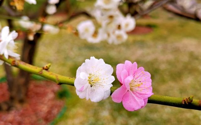 明长城遗址公园现双色桃花 还有一朵花瓣上两个颜色