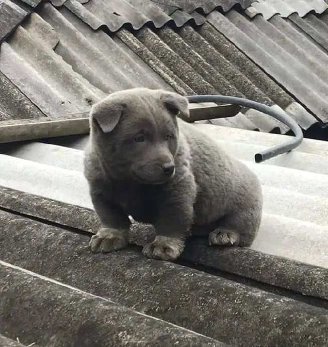 据说是蓝猫和二哈的混血宝宝……这只越南小狗凭表情包火遍全网!