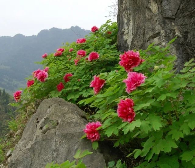 如今浙江的野生杨山牡丹早已灭绝,安徽的野生杨山牡丹也只剩下巢湖