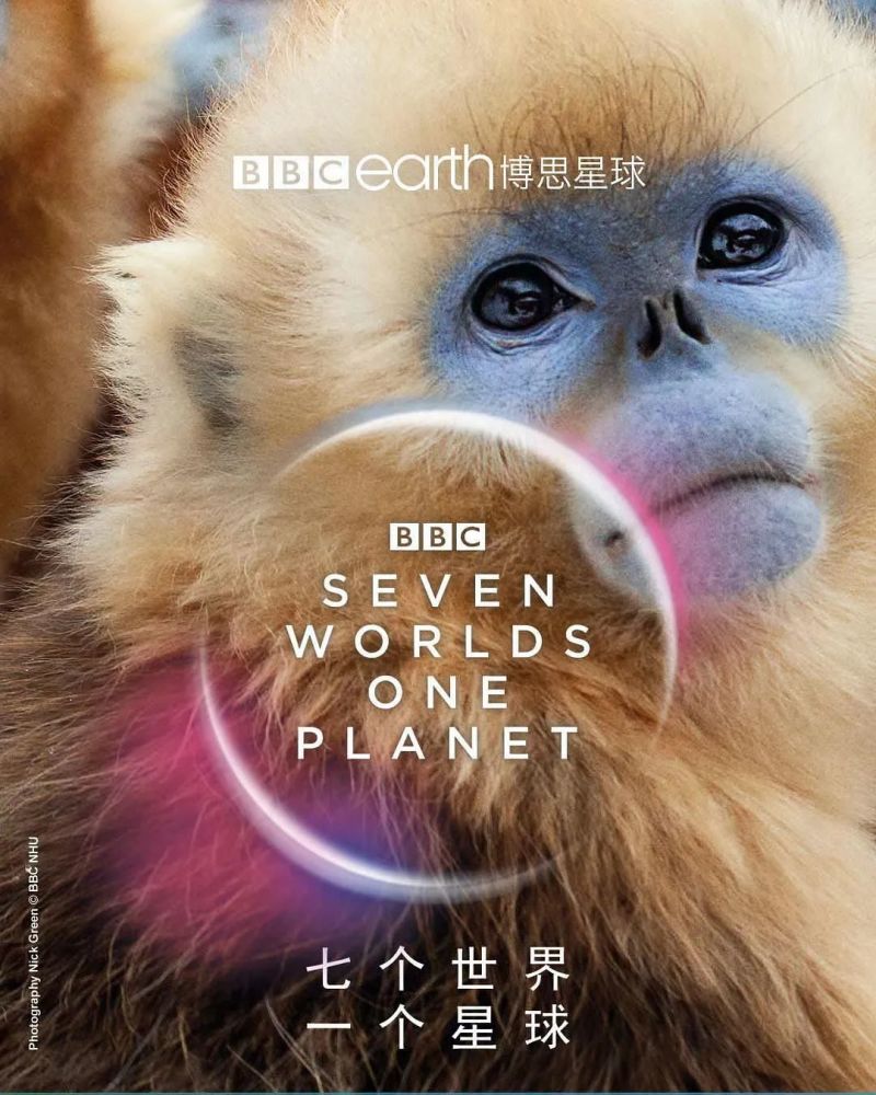 bbc有史以来最棒的野生动物纪录片:它们吹的哨声我们听见了吗?