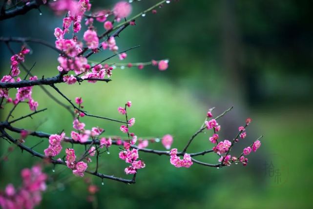 梅花雨