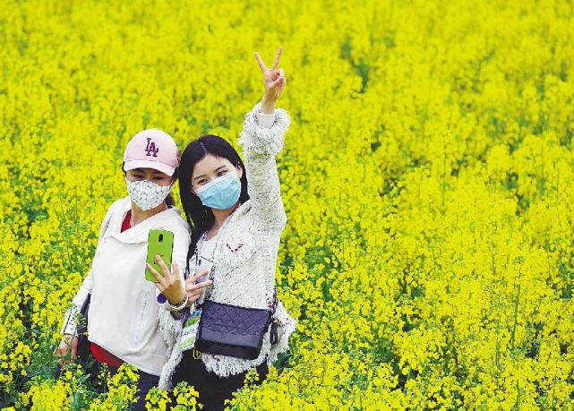 宝丰龙王沟油菜花节开幕!黄花铺地映春来