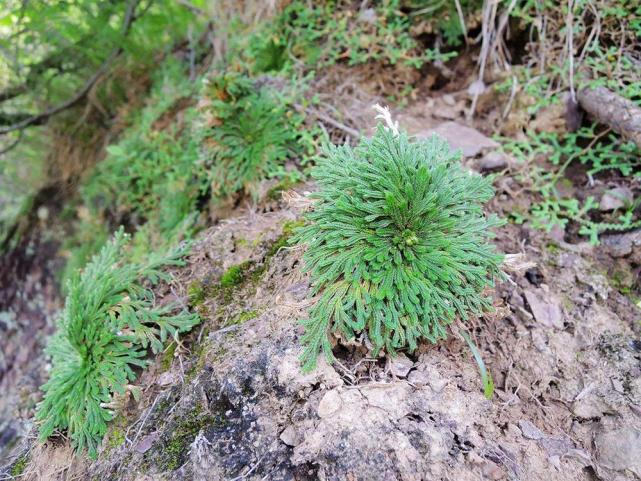 遇水就能活,民间俗称"还魂草",百元一盆,如今野生很难