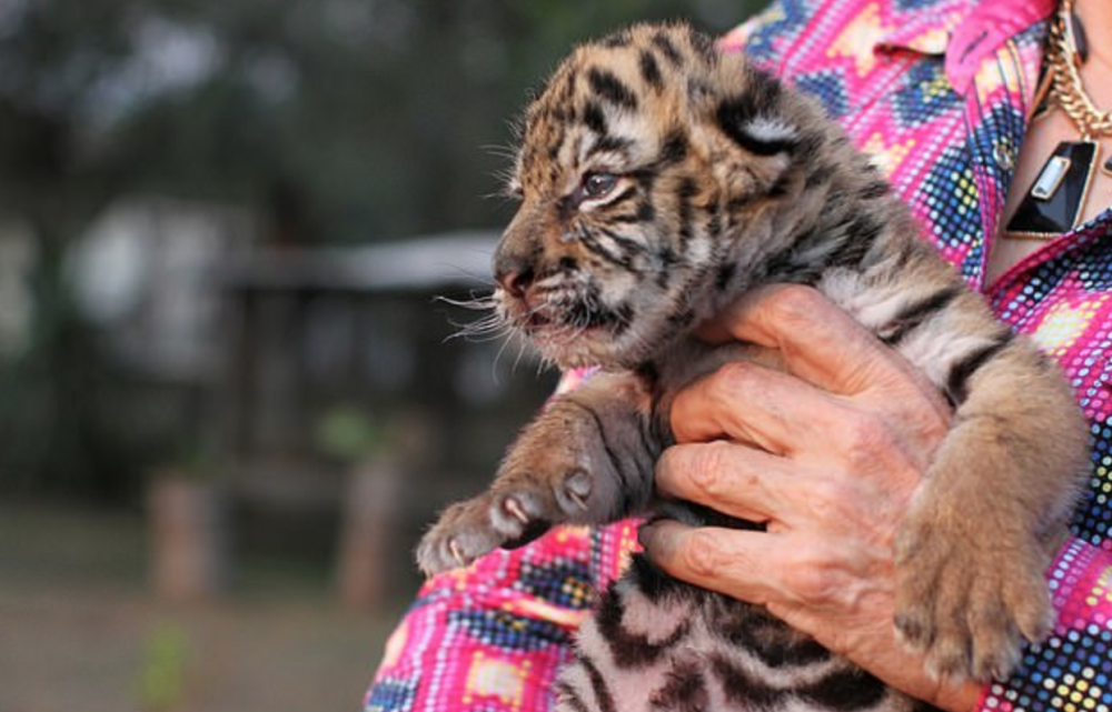 墨西哥动物园给孟加拉虎幼崽取名冠状病毒:它是上天赠予的惊喜