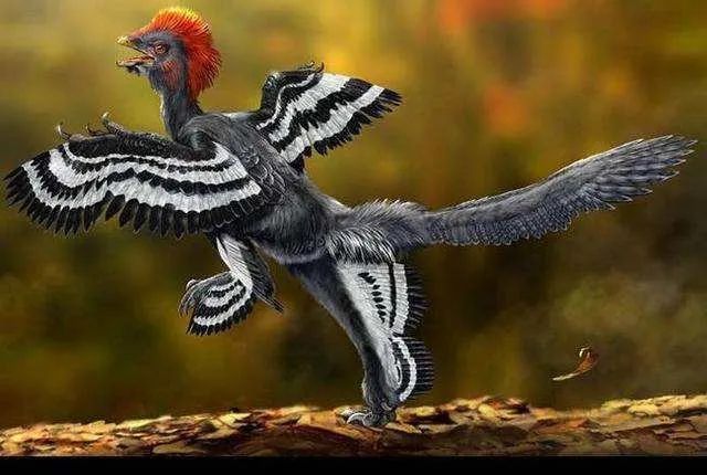 赫氏近鸟龙,迄今发现最早的带羽毛恐龙,给恐龙"变"鸟一锤定音   来自