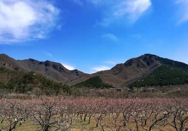 谁说春天去平谷只能赏桃花北寨万亩杏花将率先绽放