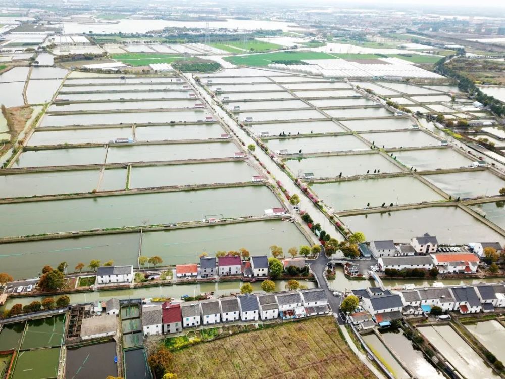 渔民村航拍全景天气回暖,三月是放甲鱼苗的时节,村民们正在家门口忙活