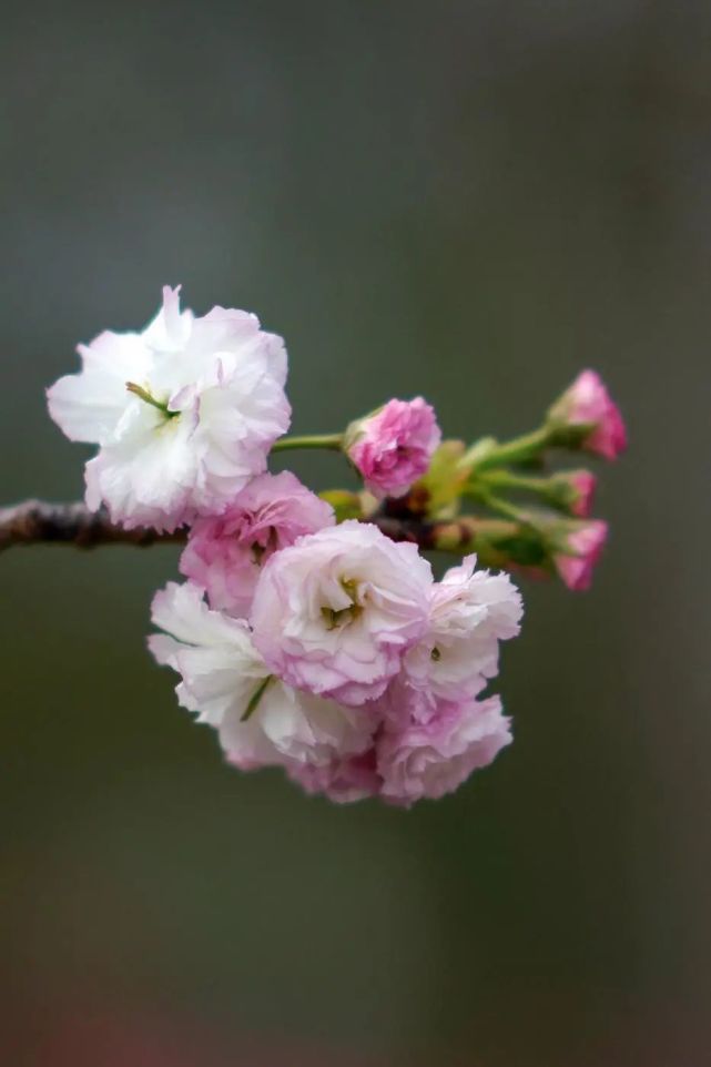 还在纠结去哪看樱花?深圳这里就有