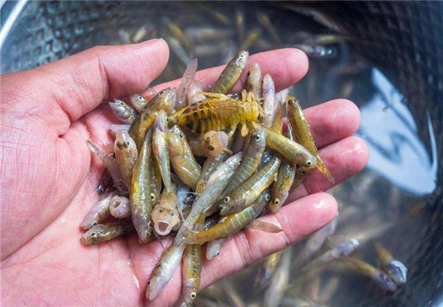 农村河里常见的6种鱼,一般人看不上,其实很珍贵,第2种千元一斤