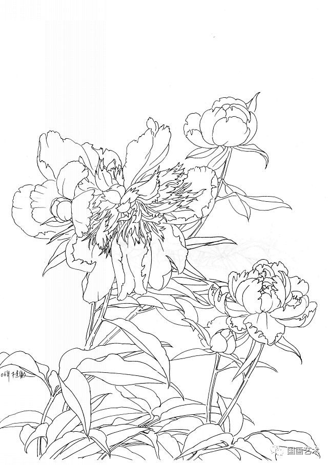 图文教程:工笔芍药画法步骤与白描画稿