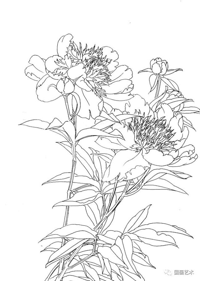 图文教程:工笔芍药画法步骤与白描画稿