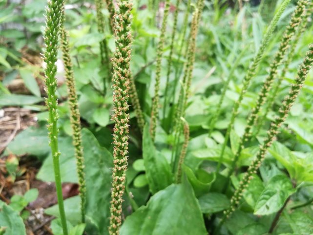 农村小河边的羊蹄草,俗称野菠菜,用它洗头能使头发乌黑铮亮