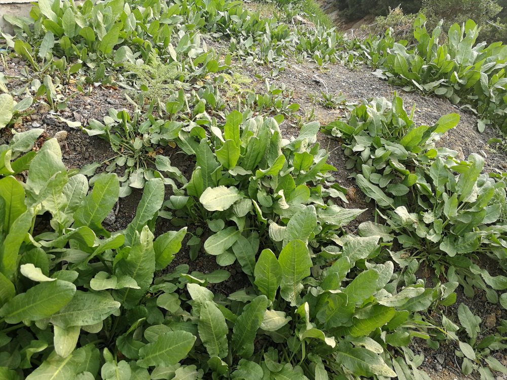 农村小河边的羊蹄草俗称野菠菜用它洗头能使头发乌黑铮亮