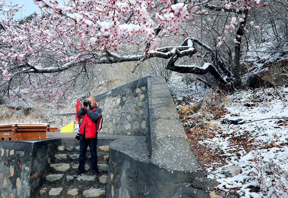 三月林州又见桃花雪