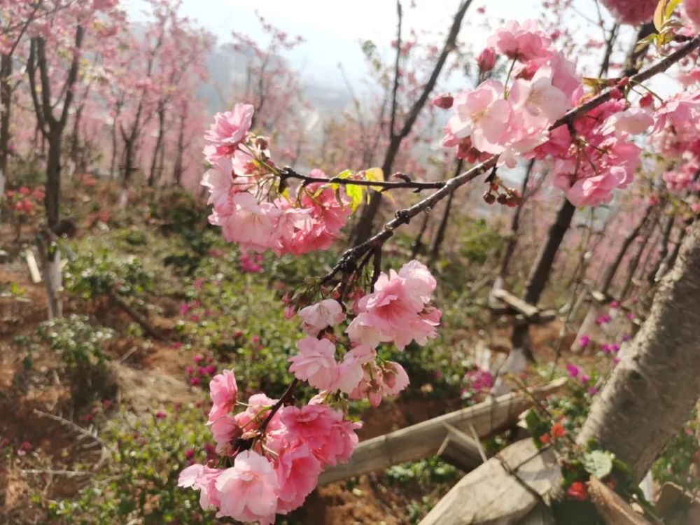 来东山公园樱花大道赏樱,已然成为大家这几天刷爆朋友圈的亮点.