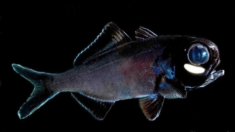 灯眼鱼是一种极其稀有的发光鱼类,其名字的意思是指眼底"安灯"的鱼.