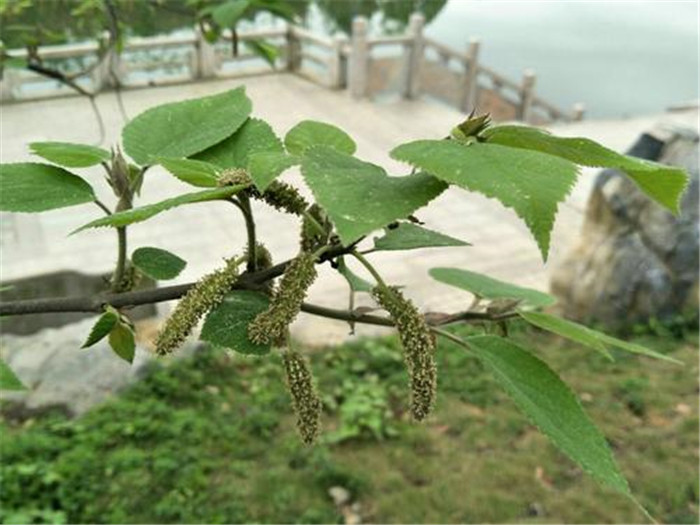 雌花长成球形,会结出很像杨梅的果实;而雄花的花序有点类似桑葚,只