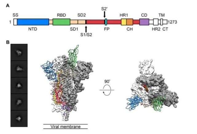 新冠病毒s蛋白的三聚体结构   来源 biorxiv 这篇文章随后于2月19