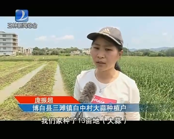 博白县三滩镇白中村大蒜种植户 庞振超