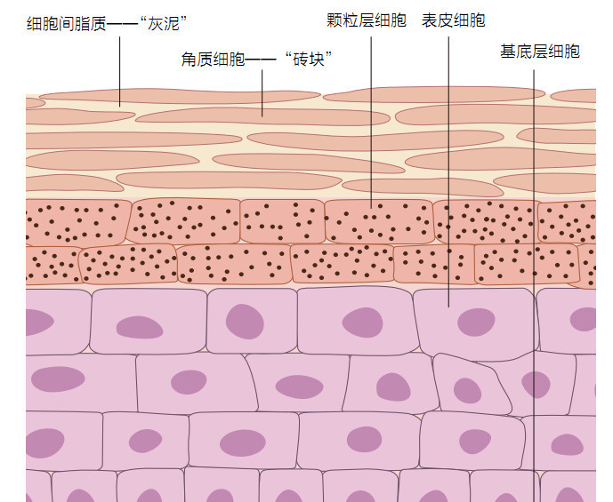 表皮——透明层