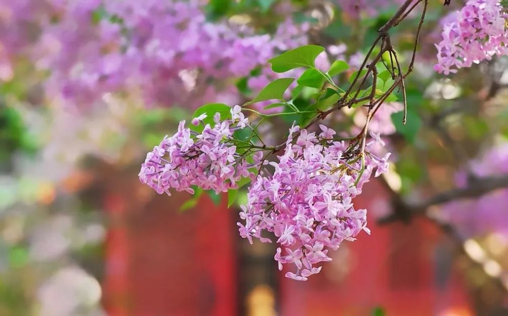 千年名花之寺,最美丁香盛开!惊艳整个北京城,游人流连"香雪海!