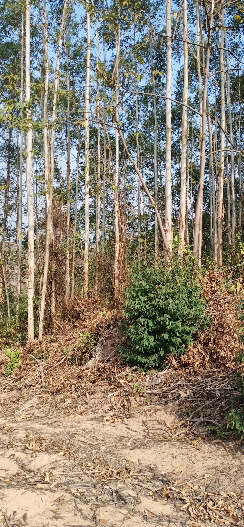 广西速生桉的未来