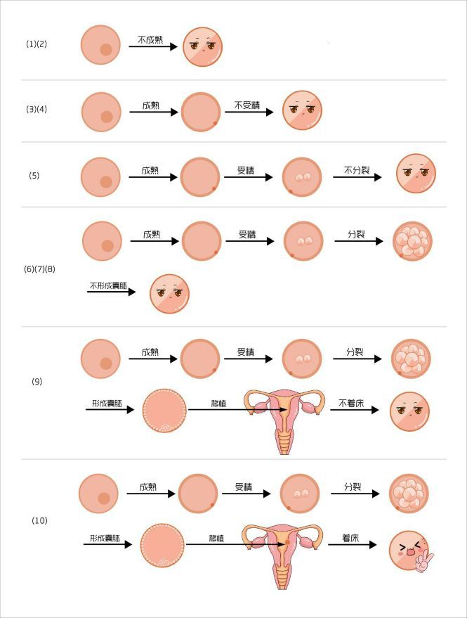 试管的成功率自然会大大提高(图2),又因为我们移植1-2个胚胎,这样双胎